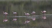 Lesser flamingo (phoeniconaias minor), Lake Ndutu,  Serengeti